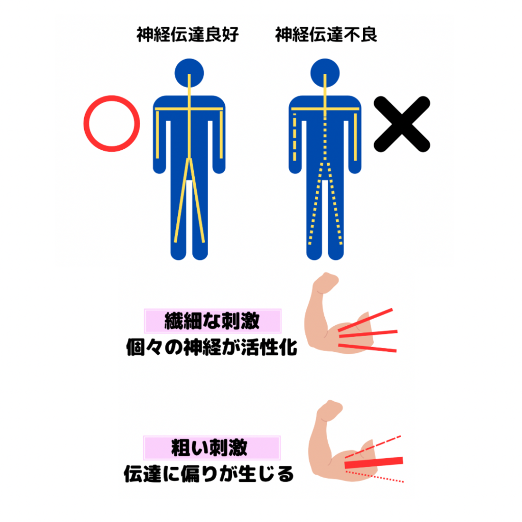 神経は粗い動きに対して、細やかな繊細な刺激を加えると筋肉〜神経間の伝達効率が高まりやすい性質をもっている