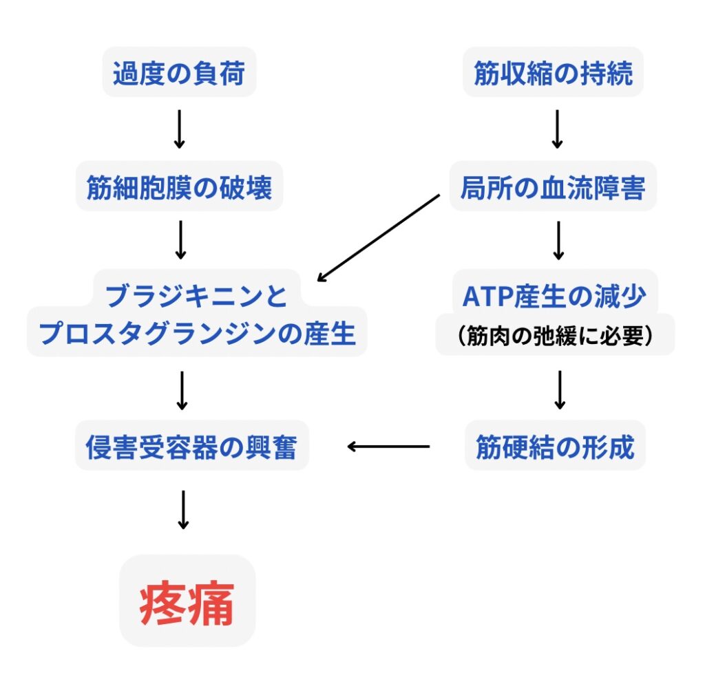 筋・筋膜性疼痛の想定図