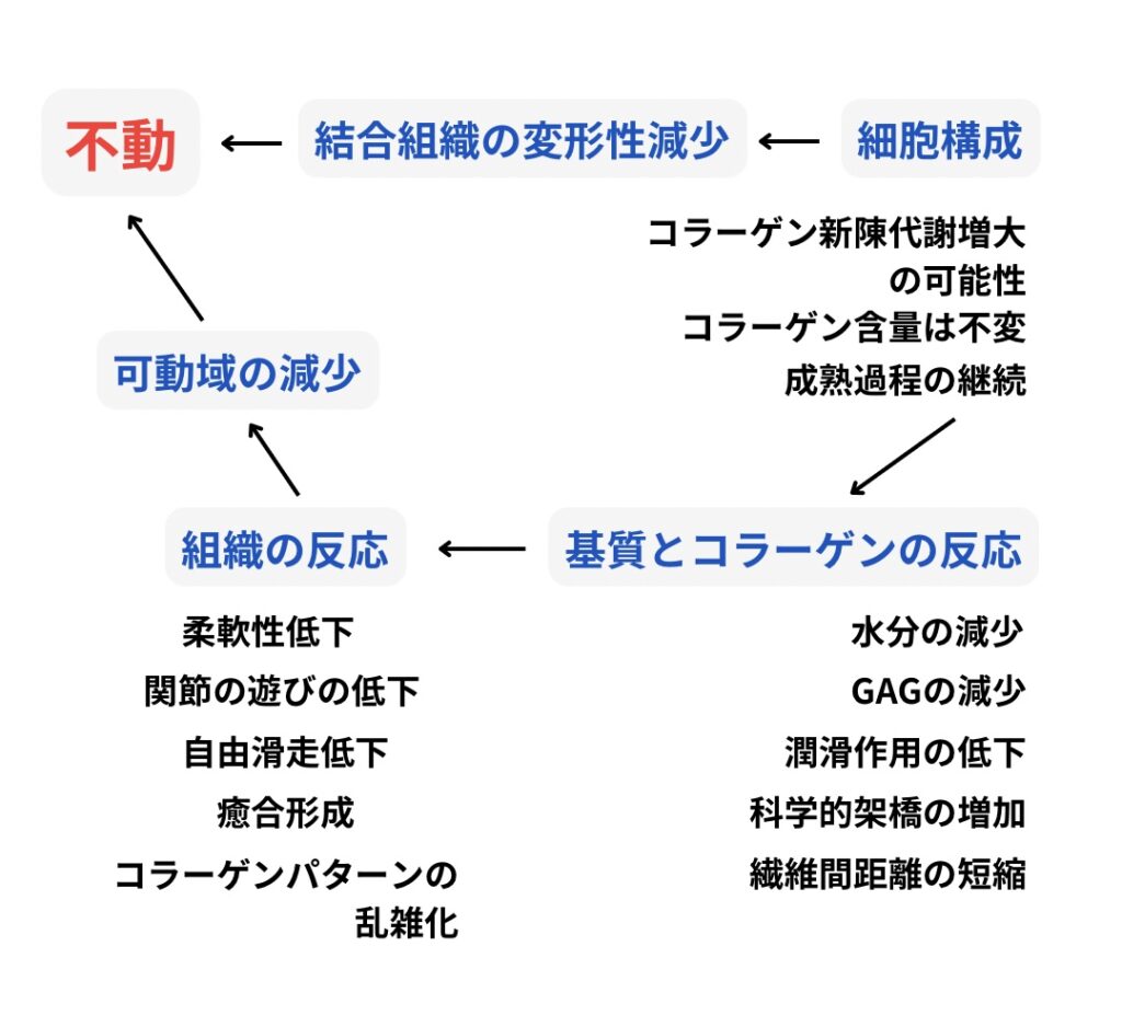 不動による結合組織の変化